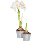 Amaryllis Ernst 13cm.