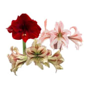 Amaryllis 13cm special varierande sorter och färger.
