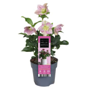 Julros rosa 12 cm.