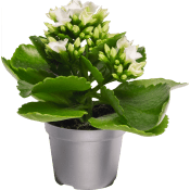 Kalanchoe dubbelblommande mini 6cm kruka Höjd 12cm vit.