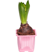 Hyacint rosa 1-p.