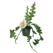 Bladkaktus 12cm.
