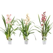 Cymbidium orkidé 12cm kruka varierande färger.