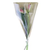 Amaryllis+gr mix.