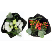 Amaryllis stor +.