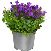 Campanula blå.