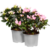 Azalea 13cm Höjd 23cm varierande färger.