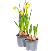 Påsklilja småblommig 10,5cm kruka 20 cm hög.