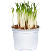 Krokus 10,5cm kruka 20 cm hög.