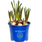 Pärlhyacint 10,5cm kruka blå 20 cm hög.