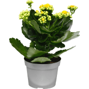 Kalanchoe dubbelblommande 10,5cm kruka Höjd 26cm gul.