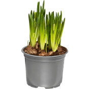 Pärlhyacint 10,5cm kruka vit 20 cm hög.