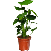 Monstera deliciosa 17cm kruka ICA.