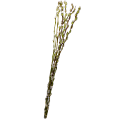 Videkvistar 60cm.
