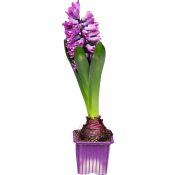 Vårhyacint 7 cm.