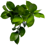 Ruscus.