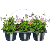 Pensé småblommig viol 6-p violett.
