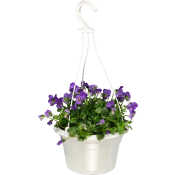 Pensé ampel medium 20cm kruka varierande färger.