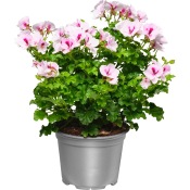 Ängpelargon 12cm kruka Höjd 30cm varierande färger.