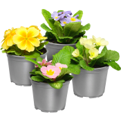 Jordviva enkelblommande 10cm kruka Höjd 20cm varierande färger.