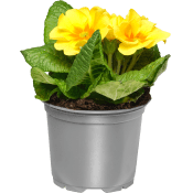 Jordviva enkelblommande 10cm kruka Höjd 20cm gul.