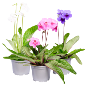 Kornettblomma.