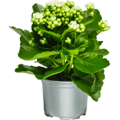 Kalanchoe 10,5 cm vit.