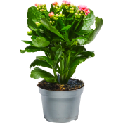 Kalanchoe 10,5cm rosa.