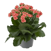 Kalanchoe 10,5cm Aprikos.