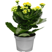 Kalanchoe 10,5cm gul.