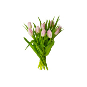 Tulpaner 9-pack i varierande färger från Blomsterboda.