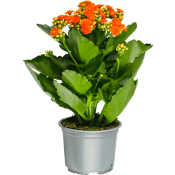 Kalanchoe 10,5cm orange.