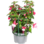 Fuchsia 11,5cm kruka Höjd 30cm varierande färger.