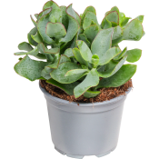 Crassula 12cm kruka Höjd 18cm.