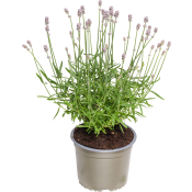 Lavendel rosa 15 cm.