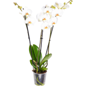 Phalanopsis 3 Stänglad.