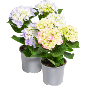 Hortensia 2-grenad 10,5cm kruka varierande färger.