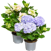Hortensia 4-grenad 13cm kruka varierande färger ICA.