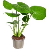 Monstera 14cm kruka Höjd 50cm.
