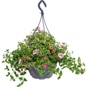 Ampel Petunia 27 cm.