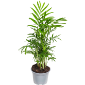 Bergpalm 12 cm.