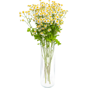 Matricaria 4-p 50cm vit.