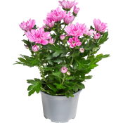 Krysantemum 11,5 cm.