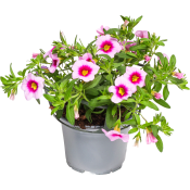 Hängpetunia småblommig 12cm kruka Höjd 21cm varierande färger.