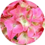 Trädgårdshortensia 21 cm rosa.
