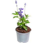 Daggsalvia 12 cm ICA.