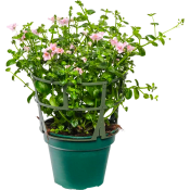 Tvillingsporre rosa.