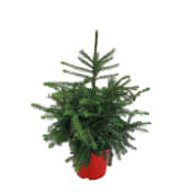 Serbgran 21 cm.