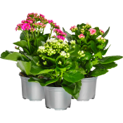 Kalanchoe 10,5cm mix ICA x12.
