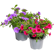 Petunia 12 cm ICA.